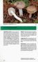 Hygrophorus agathosmus